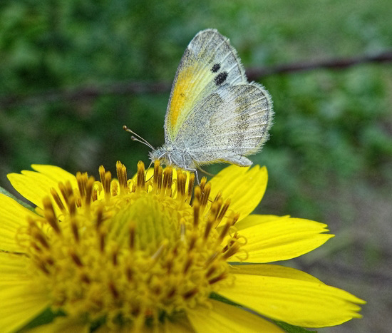 Dainty Sulphur butterfly on Sunflowers