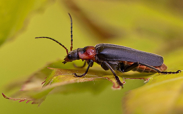 20110520 3231+32RMSw [D~LIP] Gemeiner Weichkäfer (Cantharis fusca), Bad Salzufeln