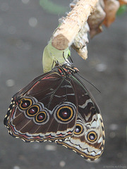 Frisch geschlüpfter Schmetterling (Wilhelma)