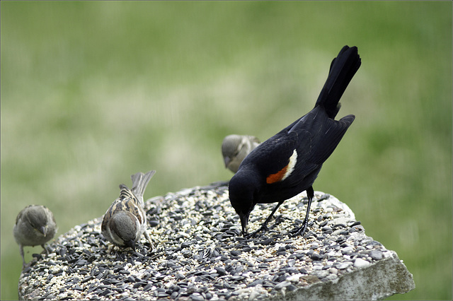 Mr. Blackbird and Friends