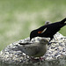 Mr. Blackbird and Friends