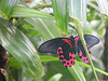 Schmetterling (Wilhelma)
