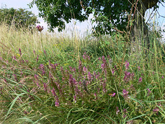 Impressionen - Münchshofener Berg