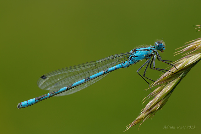 Enallagma cyathigerum