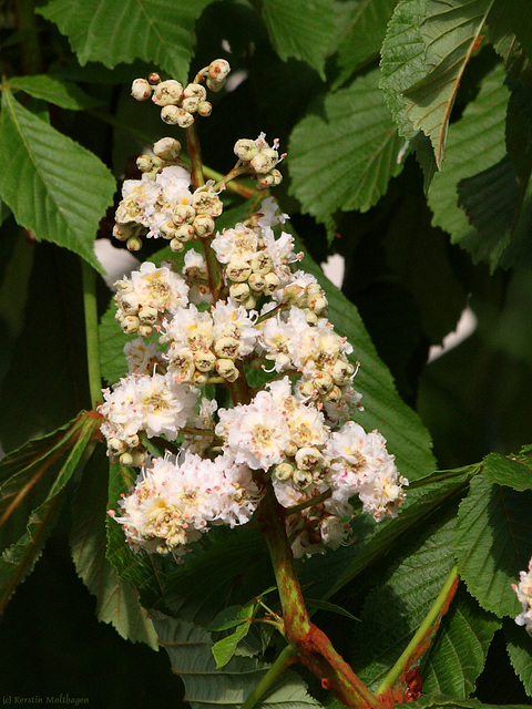 Kastanienblüte (Wilhemla)