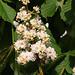 Kastanienblüte (Wilhemla)
