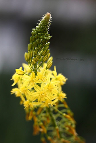 Bulbine (Wilhelma)