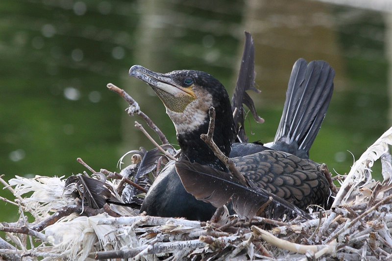 Brütender Kormoran (Wilhelma)