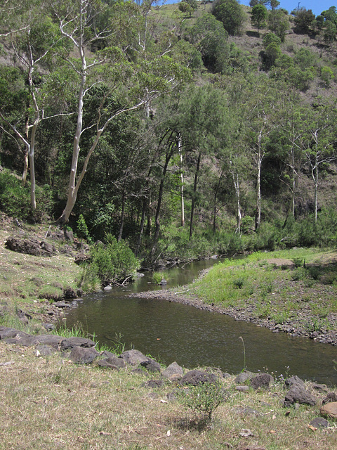 201301RunningStreamQld 015