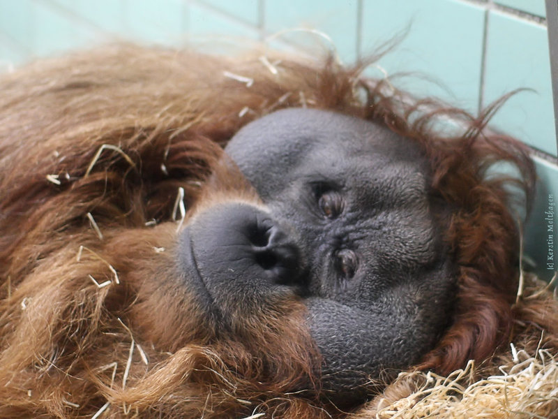 Orang-Mann Moritz (Wilhelma)