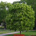 Blühender Baum (Wilhelma)