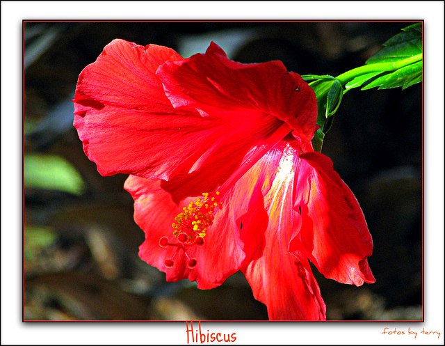 Hibiscus