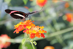 Passionsblumenfalter (Wilhelma)