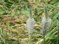 Wildblumen auf dem Münchshofener Berg