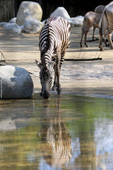 Grant-Zebra (Wilhelma)