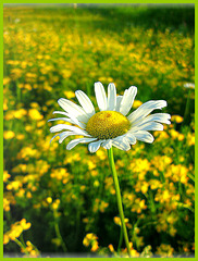 La marguerite...jolie fleur des champs!