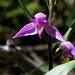 Cephalanthera rubra - Céphalanthère rouge