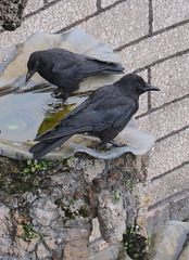 Raben nutzen die ruhenden Wasserkaskaden als Tränke