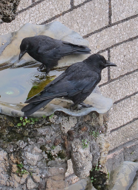 Raben nutzen die ruhenden Wasserkaskaden als Tränke