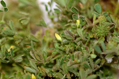 Medicago minima