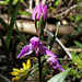 Cephalanthera rubra - Céphalanthère rouge-Orchidaceae