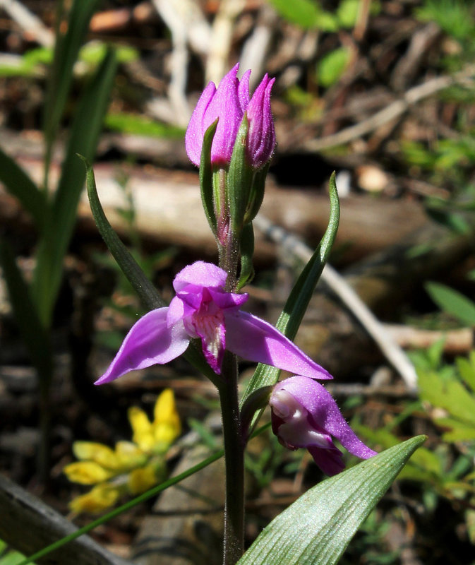Cephalanthera rubra - Céphalanthère rouge-Orchidaceae