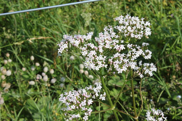 Valeriana officinalis (2)