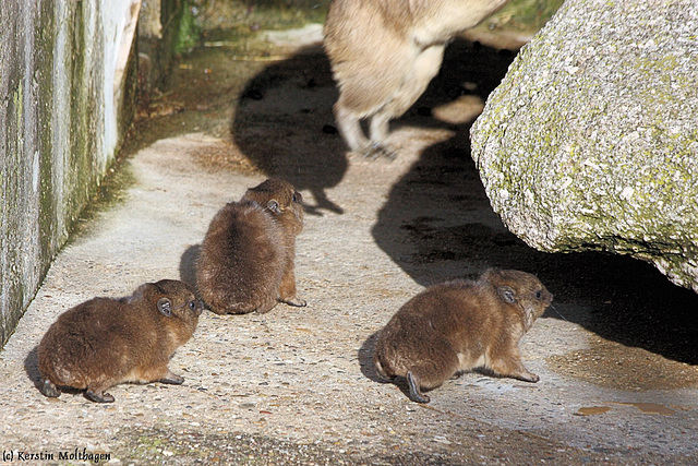 Wo will Mama denn hin??? (Wilhelma)