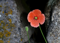 Papaver dubium - Pavot douteux-001