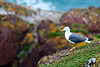 Gull on clifftop