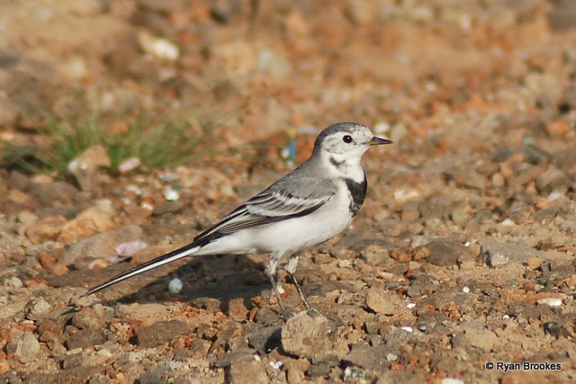 20081015-0893 White wagtail