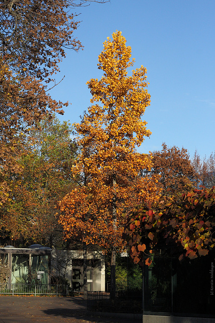 Herbstfarben in der Wilhelma