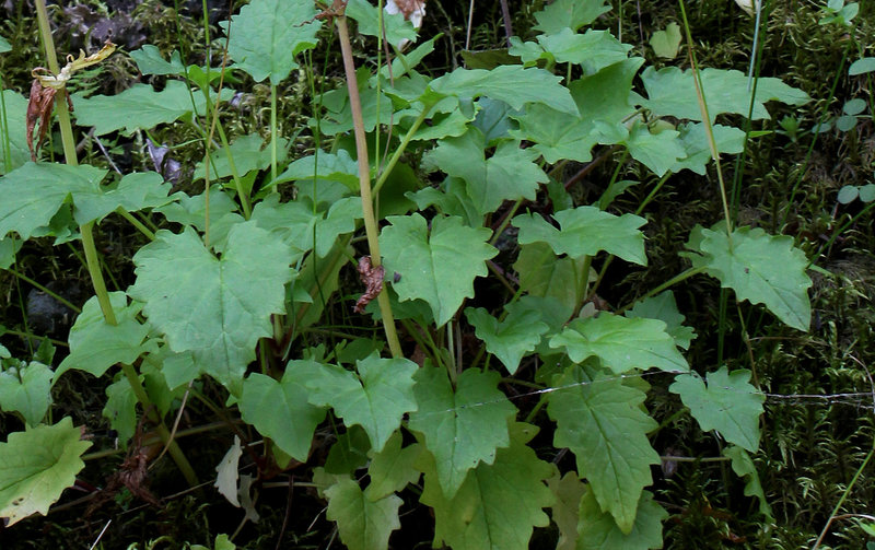 Valeriana tripteris (4)