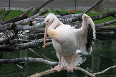 Pelikan (Wilhelma)