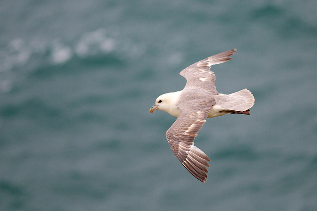 Fulmar