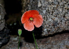 Papaver dubium - Pavot douteux-002