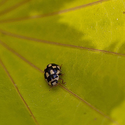20110520 3341RMw [D~LIP] Viezehnpunkt-Marienkäfer (Propylea quatuordecimpunctata), Bad Salzufeln