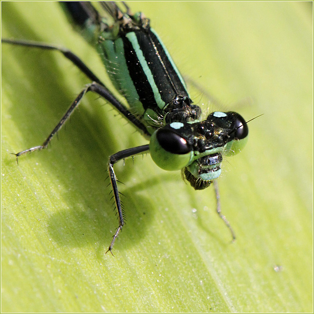 Ischnura elegans