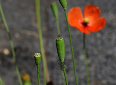 Papaver lecoquii- Coquelicot de Lecoq