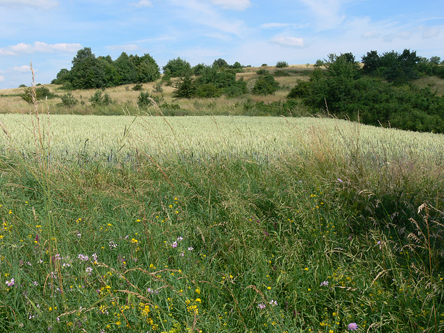 Impressionen - Münchshofener Berg