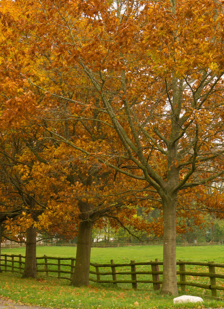 20131020-DSC03468.jpg