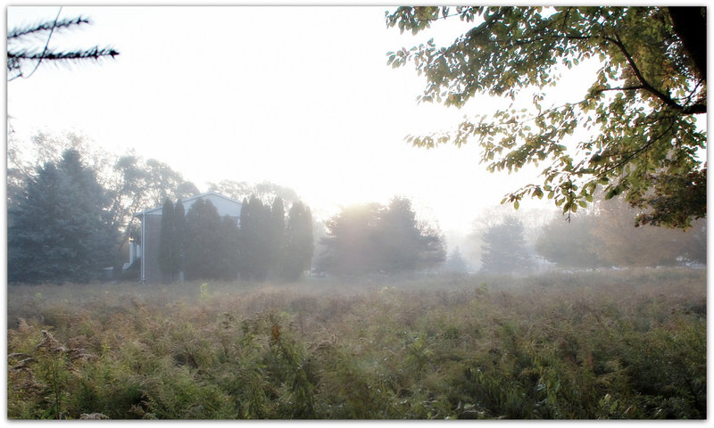 Misty Meadow