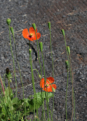 Papaver lecoquii- Coquelicot de Lecoq