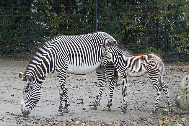 Zebranachwuchs! :-) (Wilhelma)