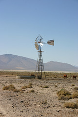 Windmill, with cows