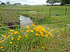 Californian Poppies above creek.