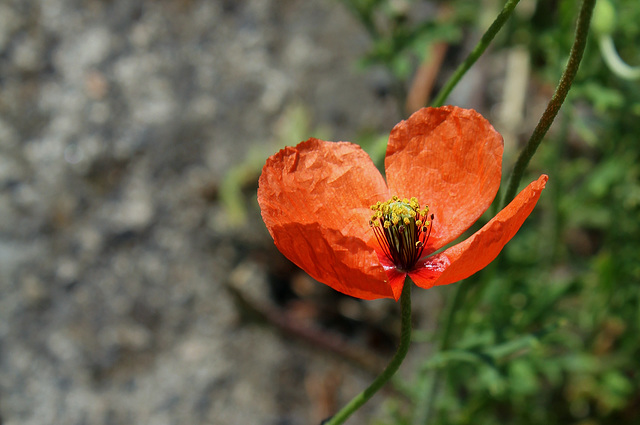 Papaver lecoquii- Coquelicot de Lecoq