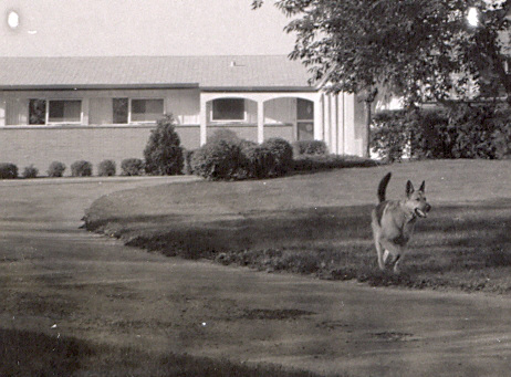 The '60s: Looks like the mailman must be arriving.  Lady was a great dog but she did go through a glass storm door after a mailman once.