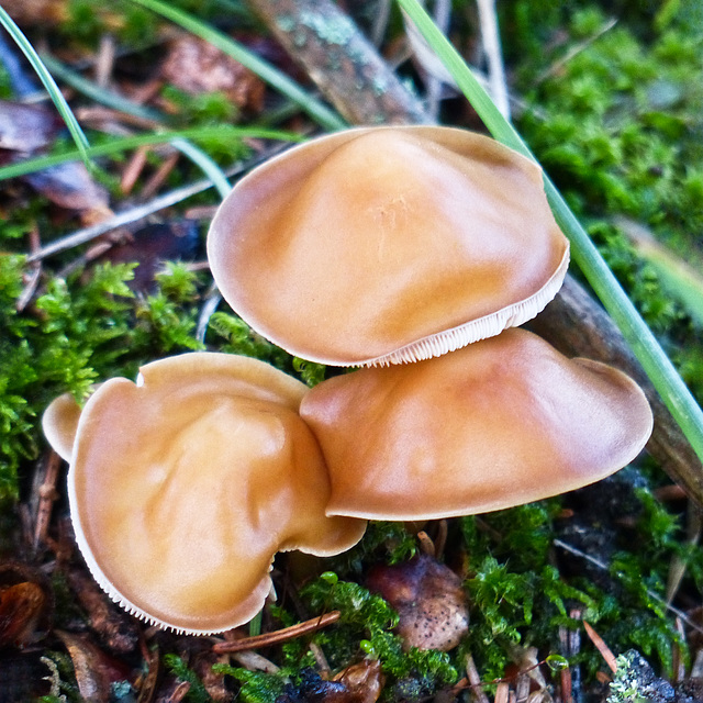 Little brown mushrooms