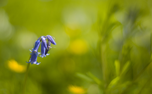 Colours of Spring